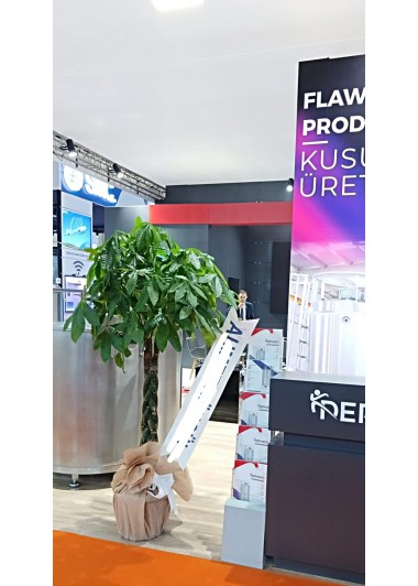 büyük boy pachira